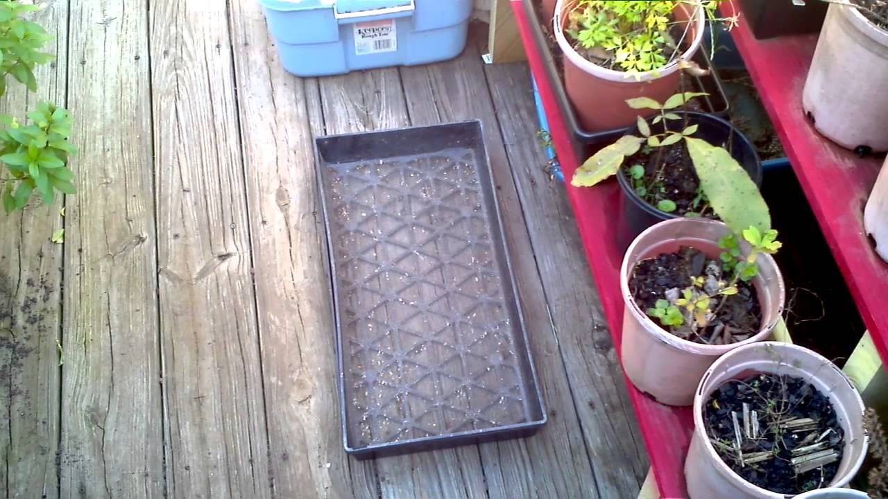 How to Germinate Tea Seeds (Camellia sinensis) Part 2 of 3