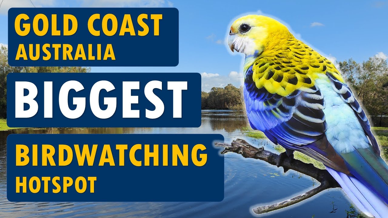 Gold Coast's Biggest Birdwatching Hotspot, Australia