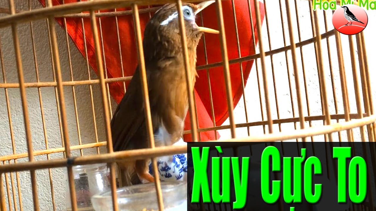 Em Họa mi mái xùy cực to! chuyên gia kích trống hót đấu căng lửa vip nhất