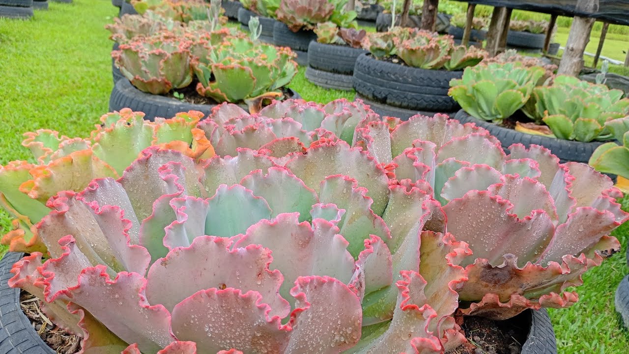 Fazendo a poda de alguma suculentas dos pneus do jardim!💚🌵🪷