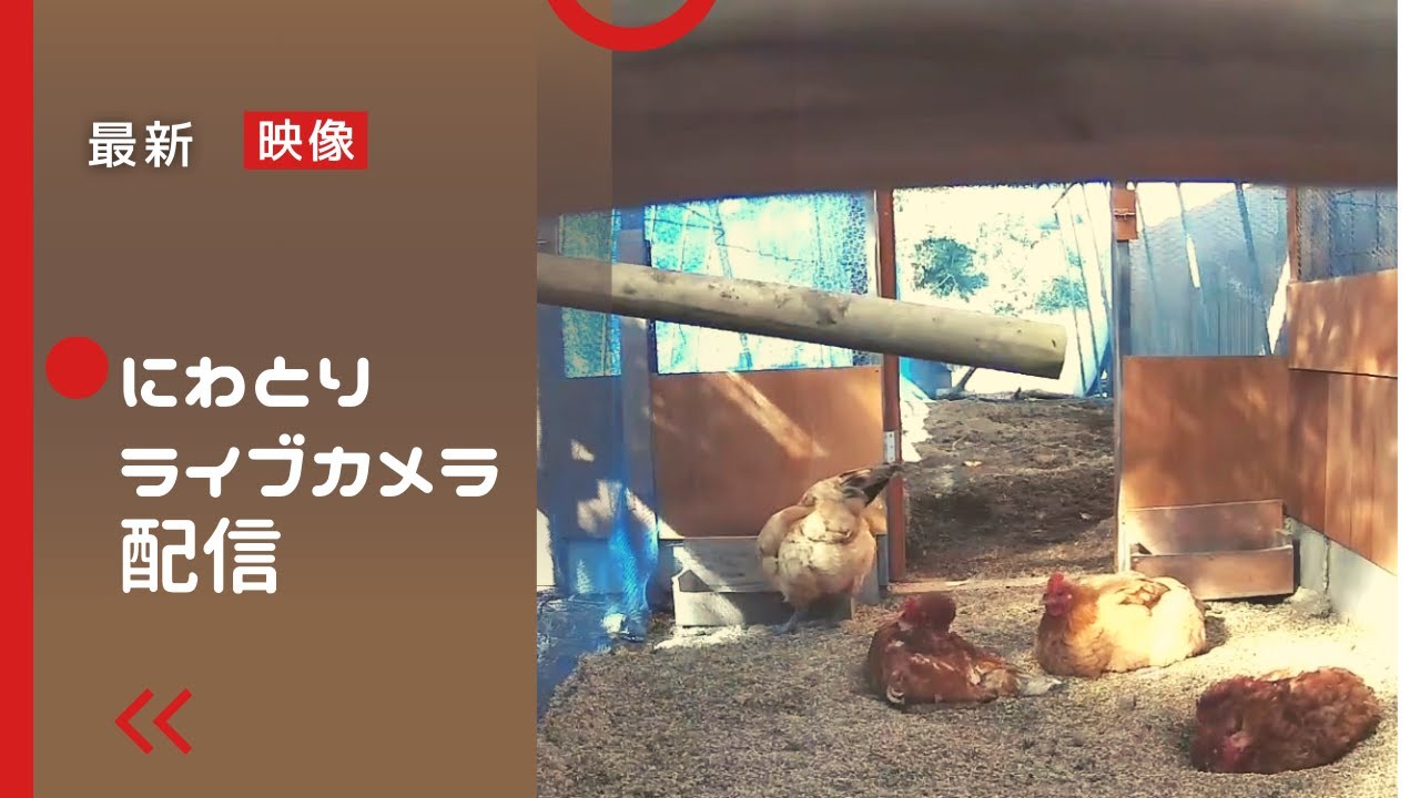 鶏のいる風景　 2026 /02/01