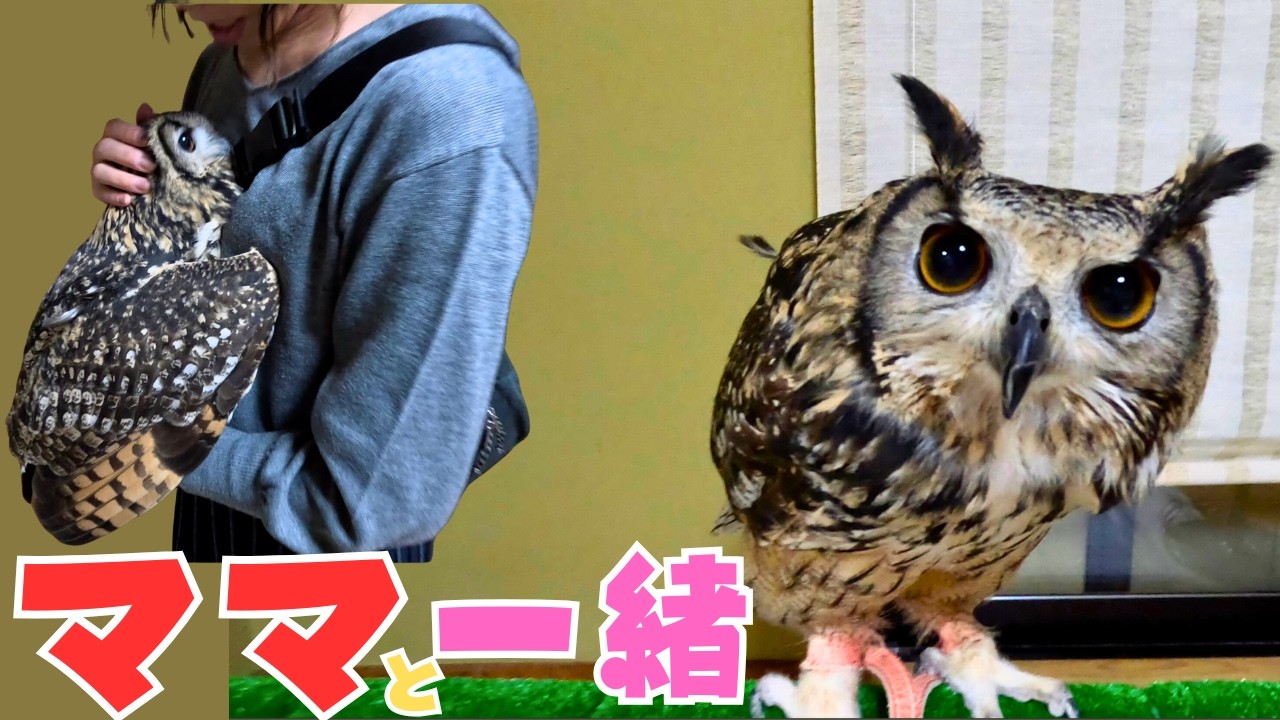 ママが帰ってきた🩷　＃ふくろう #フクロウ #ベンガルワシミミズク #owl #cute  #birds