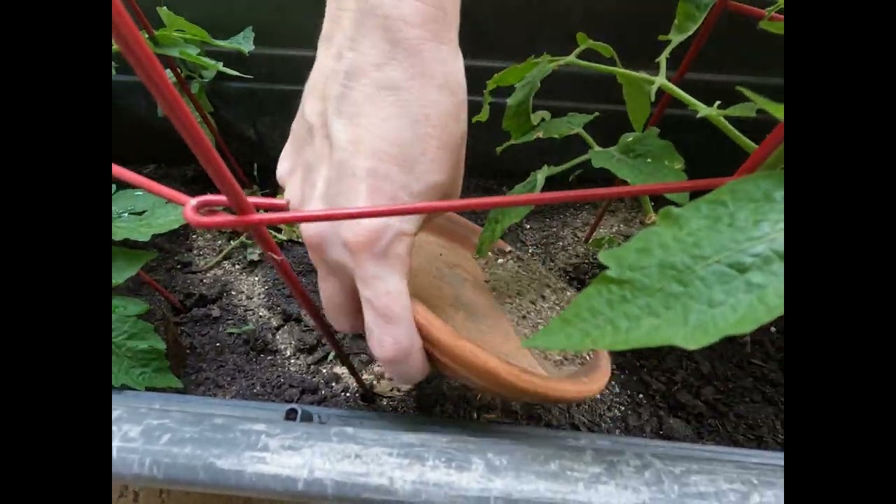Pennington Tomato & Vegetable Plant Food Review
