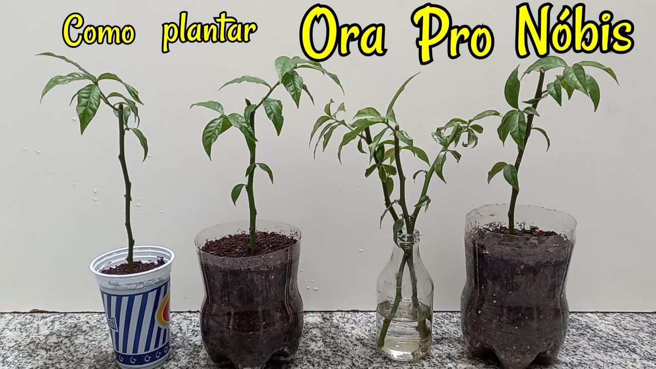 Como plantar Ora Pro Nóbis - maneira mais fácil e simples