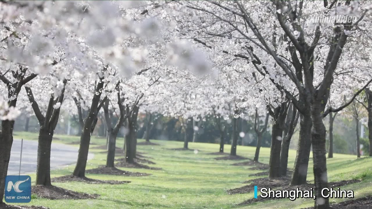 Cherry Blossom Week observed in Shanghai garden