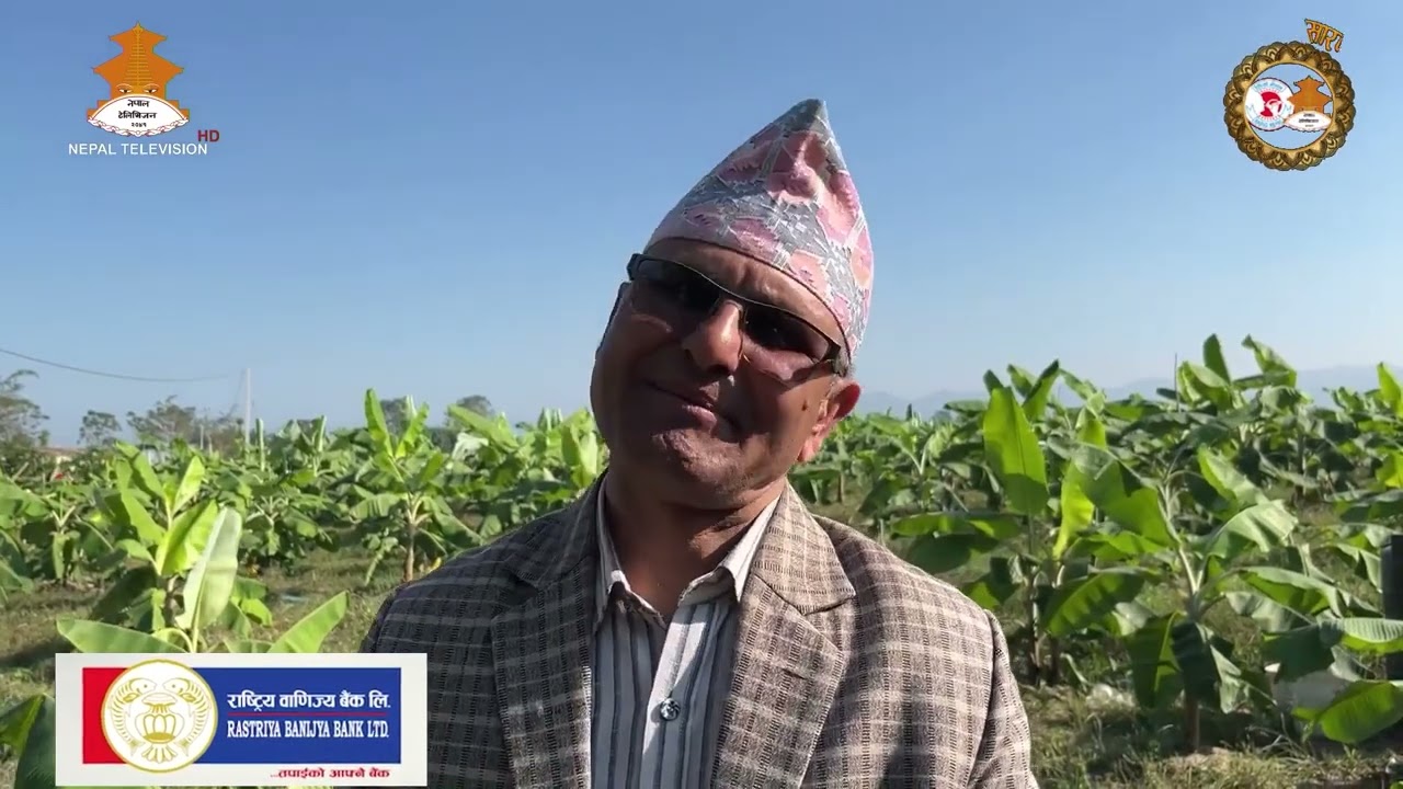 मालभोग केरा खेती गरेर कुनै समय बाँझो रहेको बगर हरियालीमा परिणत #dangvalley #NepalTelevision