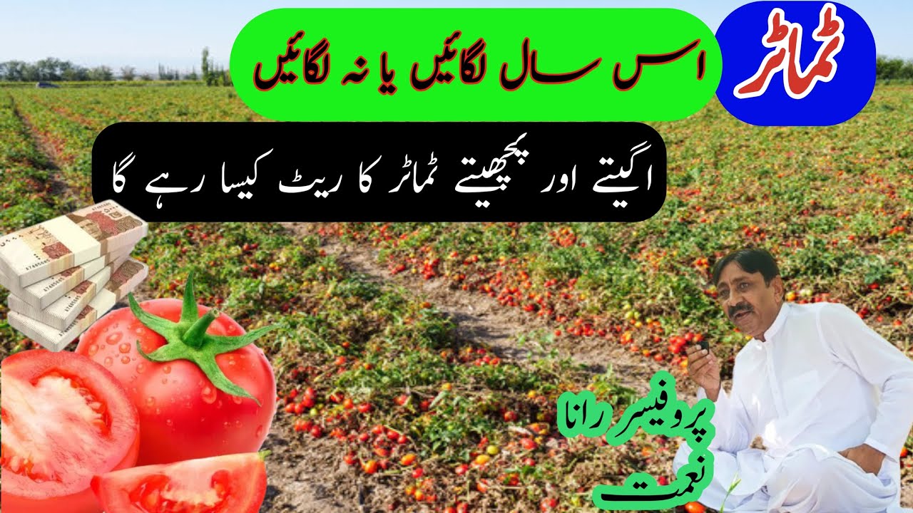 tomato farming || Farming this year yes or not ￼|| tomato rate discussion ￼