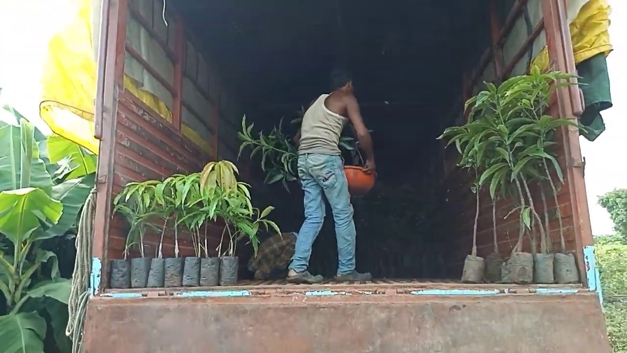 Ultra-High Density Plantation of Mango – New Technology for Increasing the Income of the Farmers.