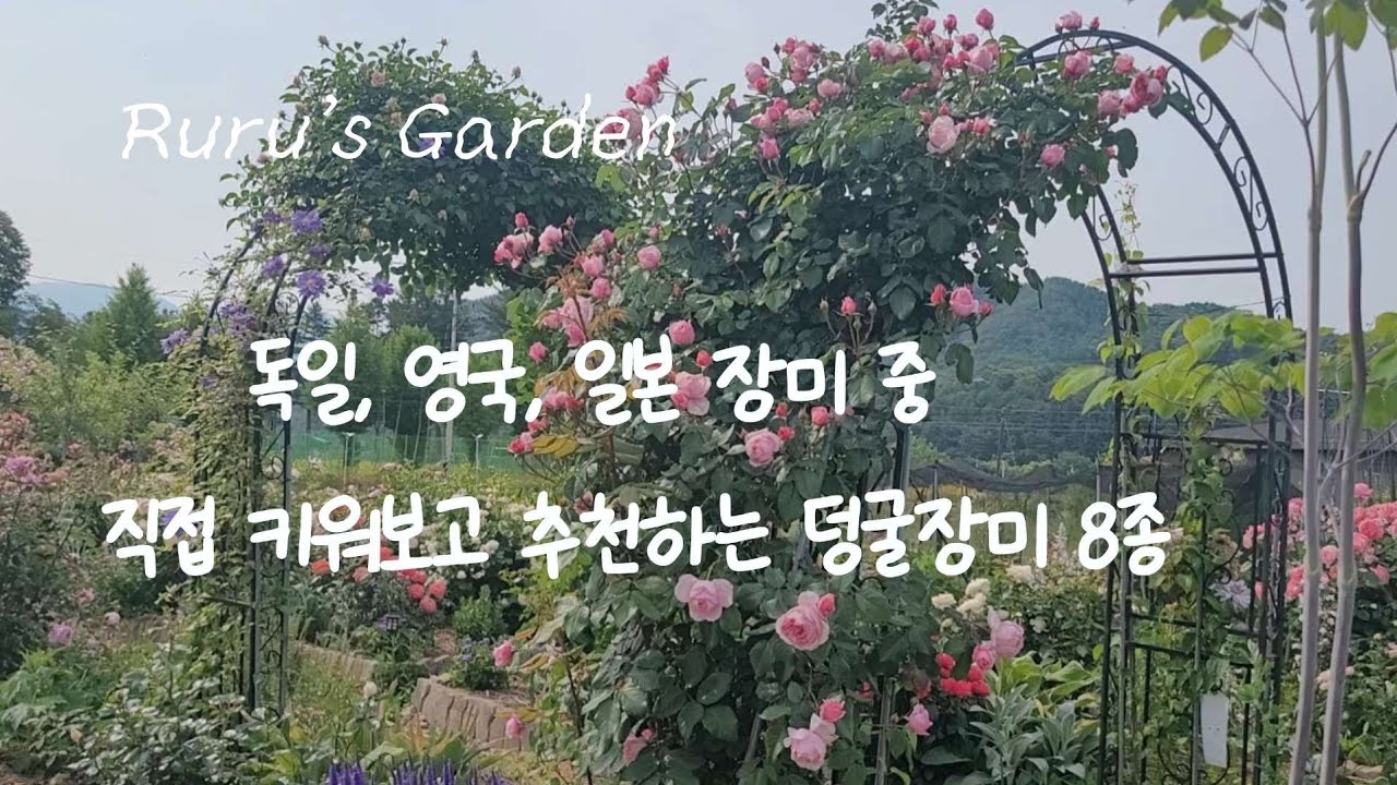 직접 키워본 장미 중 개화력/내한성 강한 덩굴장미 소개 | 로즈데톨비악,에덴로즈,보니,벨렌슈필,스트로베리힐,자스미나,키스미케이트,프란시스버넷