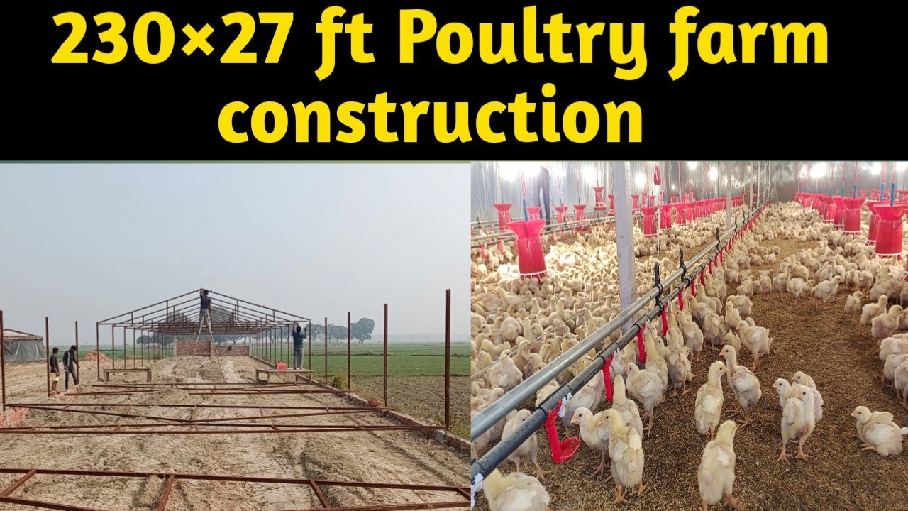 Foundation| side height| Centre height| कितनी होनी चाहिए पोल्ट्री फार्म की ? 230×27|KS POULTRY|