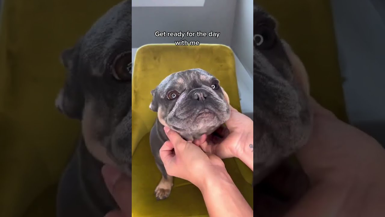 French Bulldog Morning Routine - Cute Wrinkle Cleaning Video