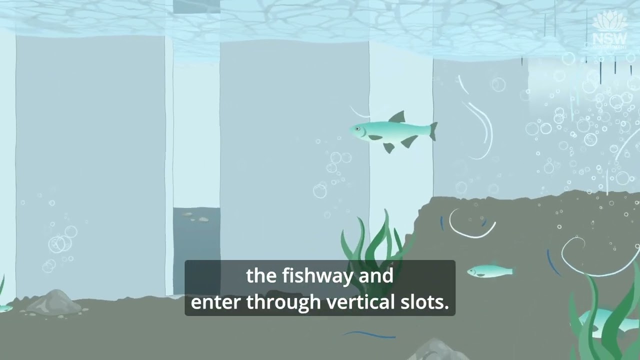The secret life of fish(ways) - Vertical Slot Fishways