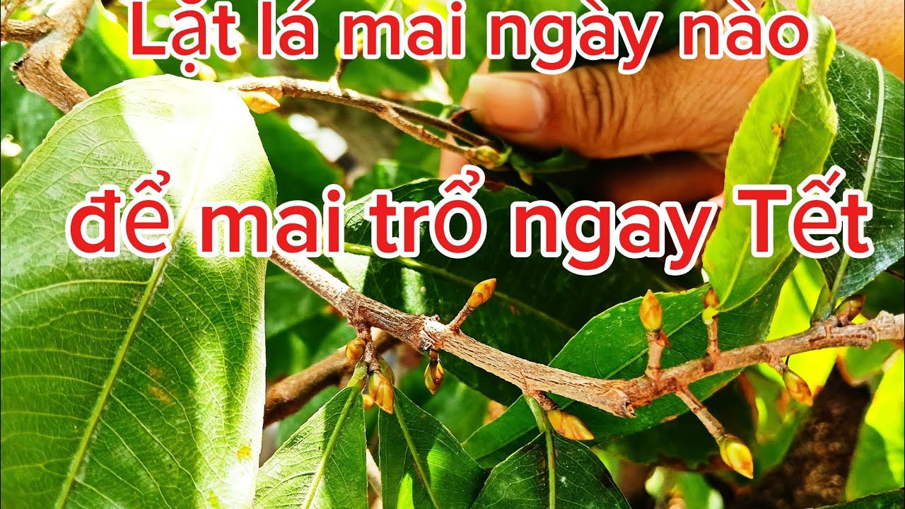 Lặt lá Mai vàng ngày nào để nở đúng mùng 1 Tết 2026?#maivang 