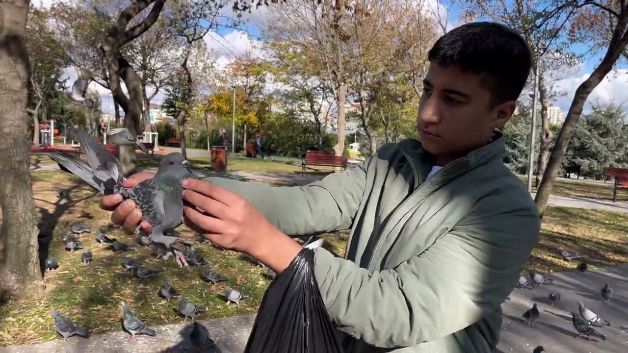 Yabani Güvercinler Arasında Kaçak Sürüsü ( Paçalı Mavi Yakaladım )