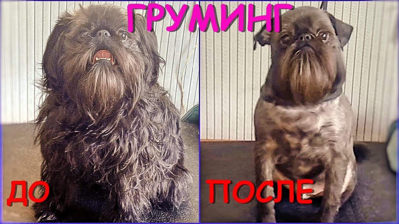 Бельгийский гриффон. Груминг. Гришка на стрижке