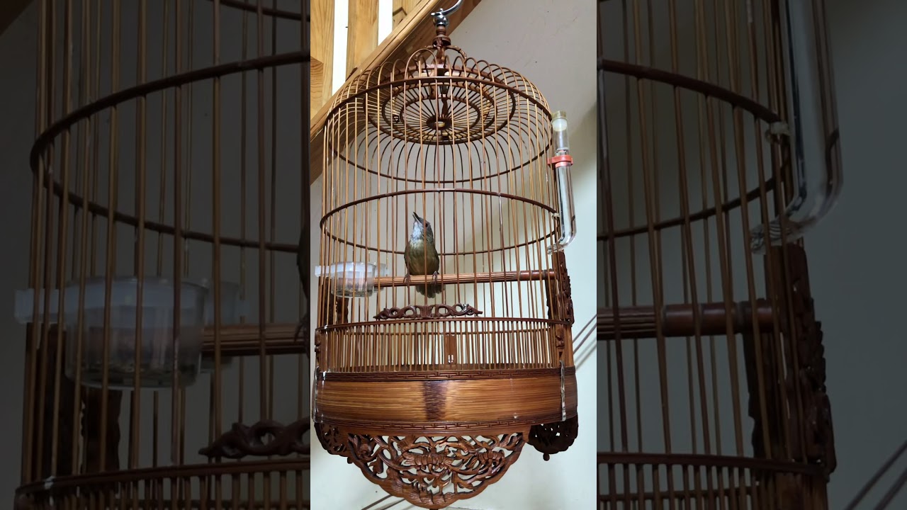 Tiểu Mi Vũ Đà Lạt Giọng Luyến Láy Ngân Dài .