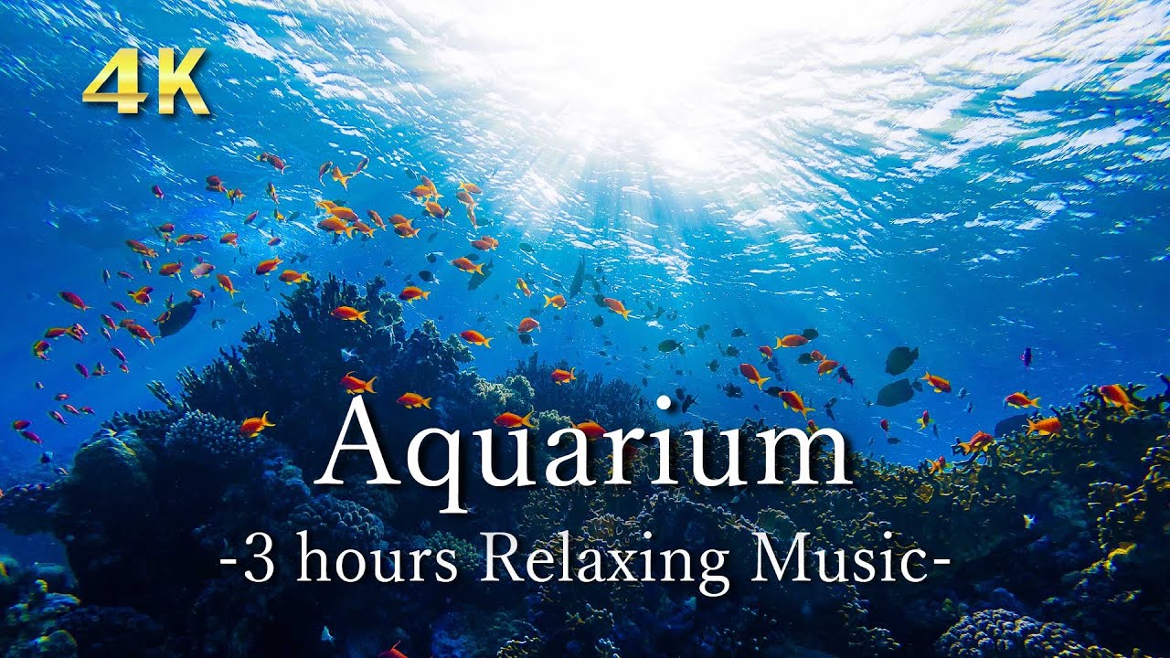 ４K【サンゴ礁とお魚】作業用・睡眠用リラックス音楽 | リモート水族館 | Relaxing Music