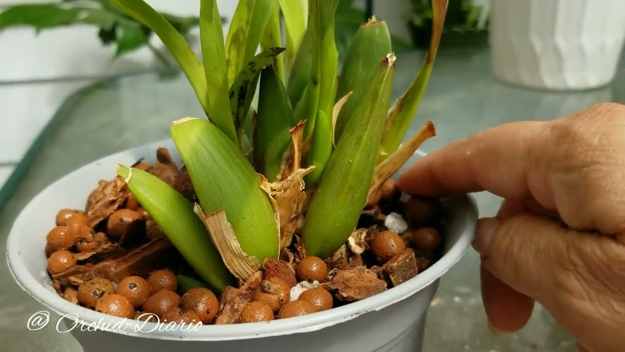 Cómo Dividir una Orquídea Oncidium (paso a paso)