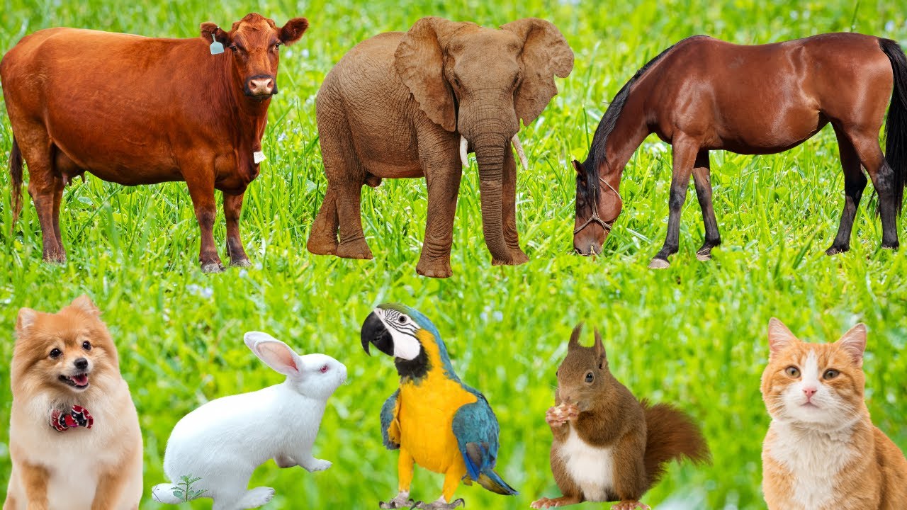 Cute Animals: Sheep, Cat, Dog, Rabbit, Parrot, Cow, Elephant, Horse-Animal World