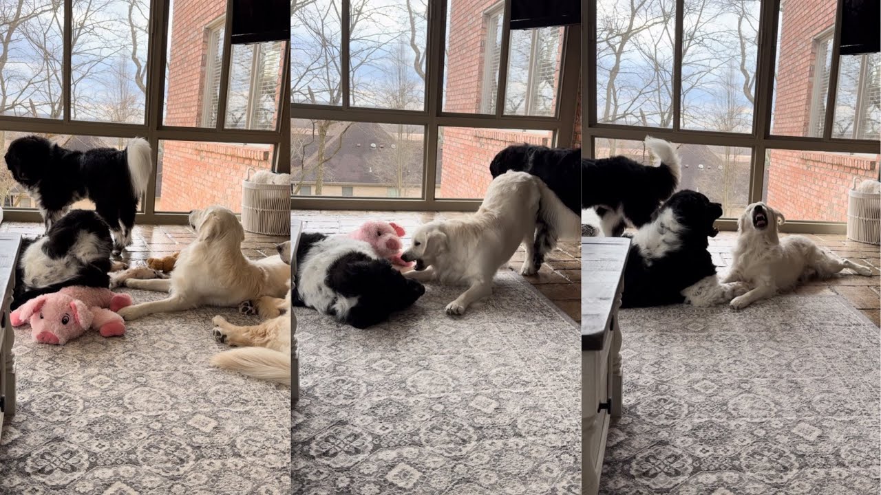 Golden Retriever Plays With Big Newfoundland Dog