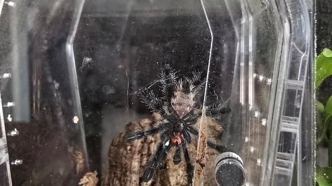 Avicularia Purpurea (Purple Pinktoe) rehoming #spider #rehoming #tarantula