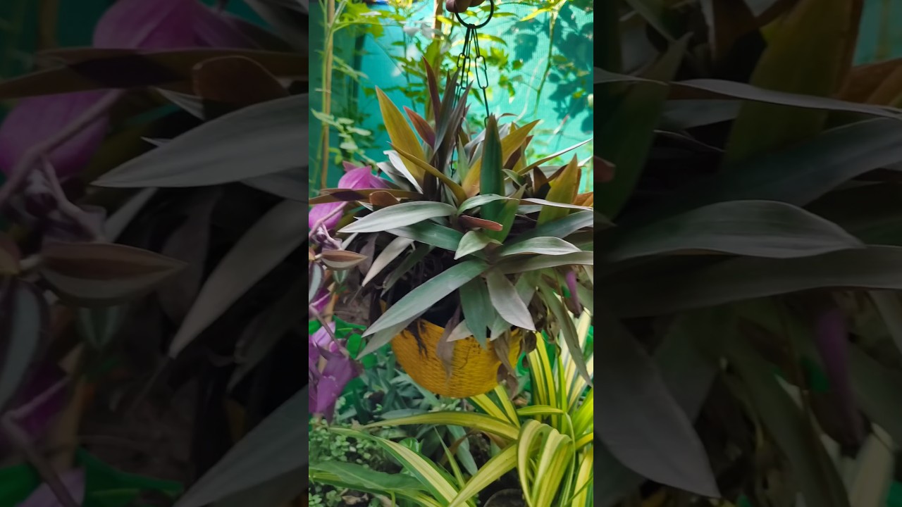 Purple Heart Plant Hanging Pot Tips | Easy Care & Fast Growth ! shorts