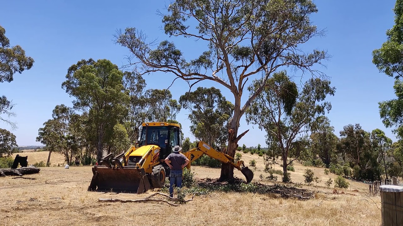 Removing a large tree with a backhoe.
