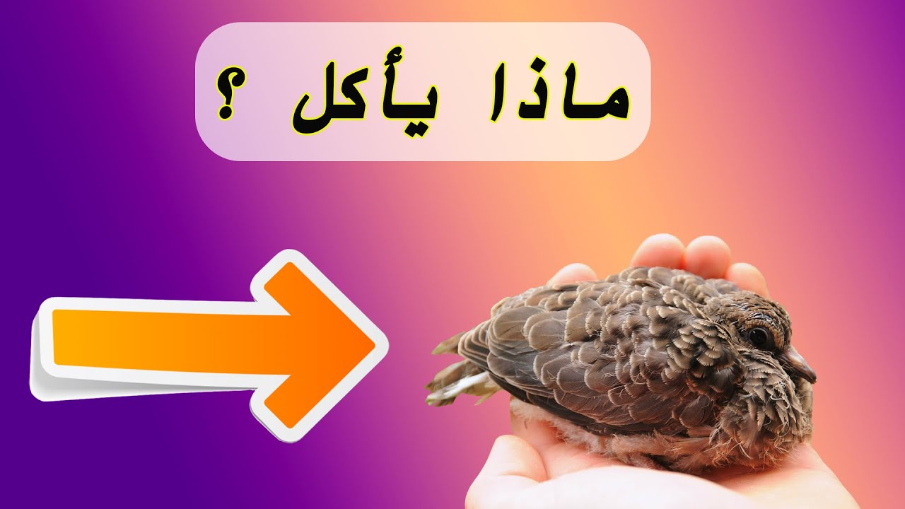 تربية فرخ اليمامة