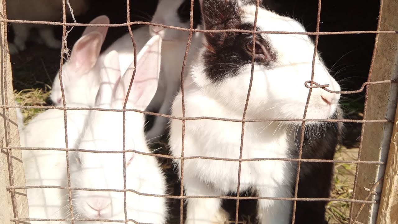 If you free them, they will destroy everything 🤦‍♀️🤦‍♀️🤦‍♀️ 