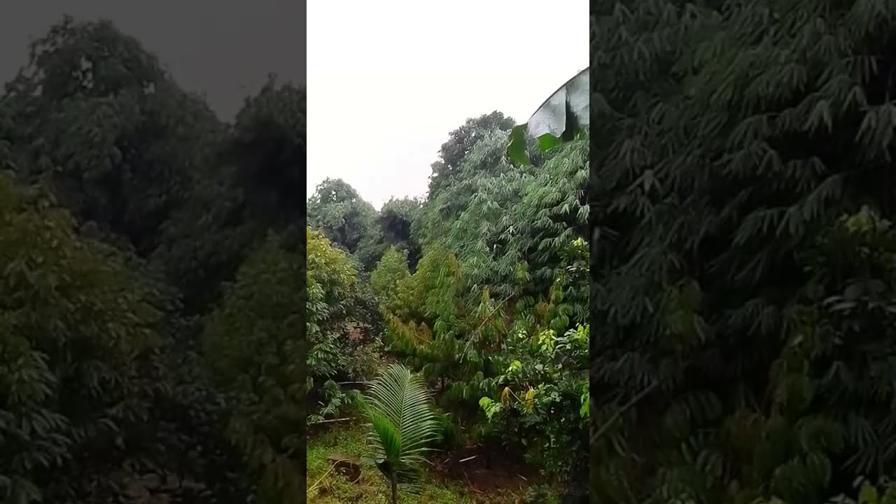 Sore Santai di Kebun & Sehabis Hujan