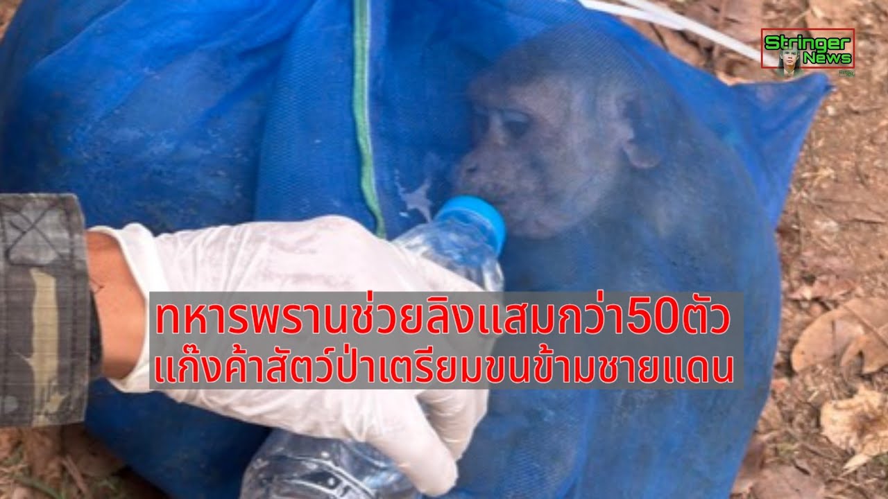 ทหารช่วยลิงแสมกว่า50ตัวก่อนถูกส่งข้ามแดน