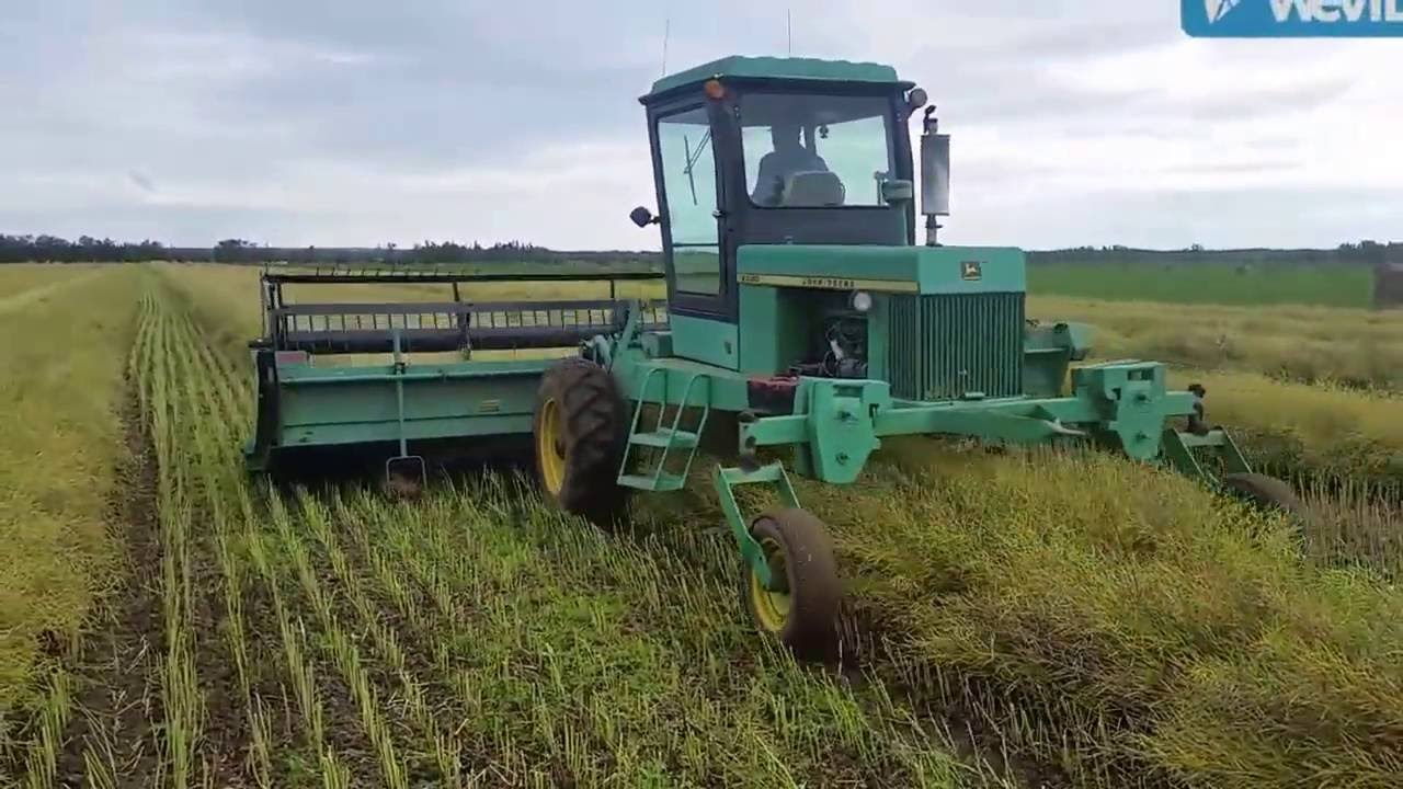Swathing Canola harvest 2016