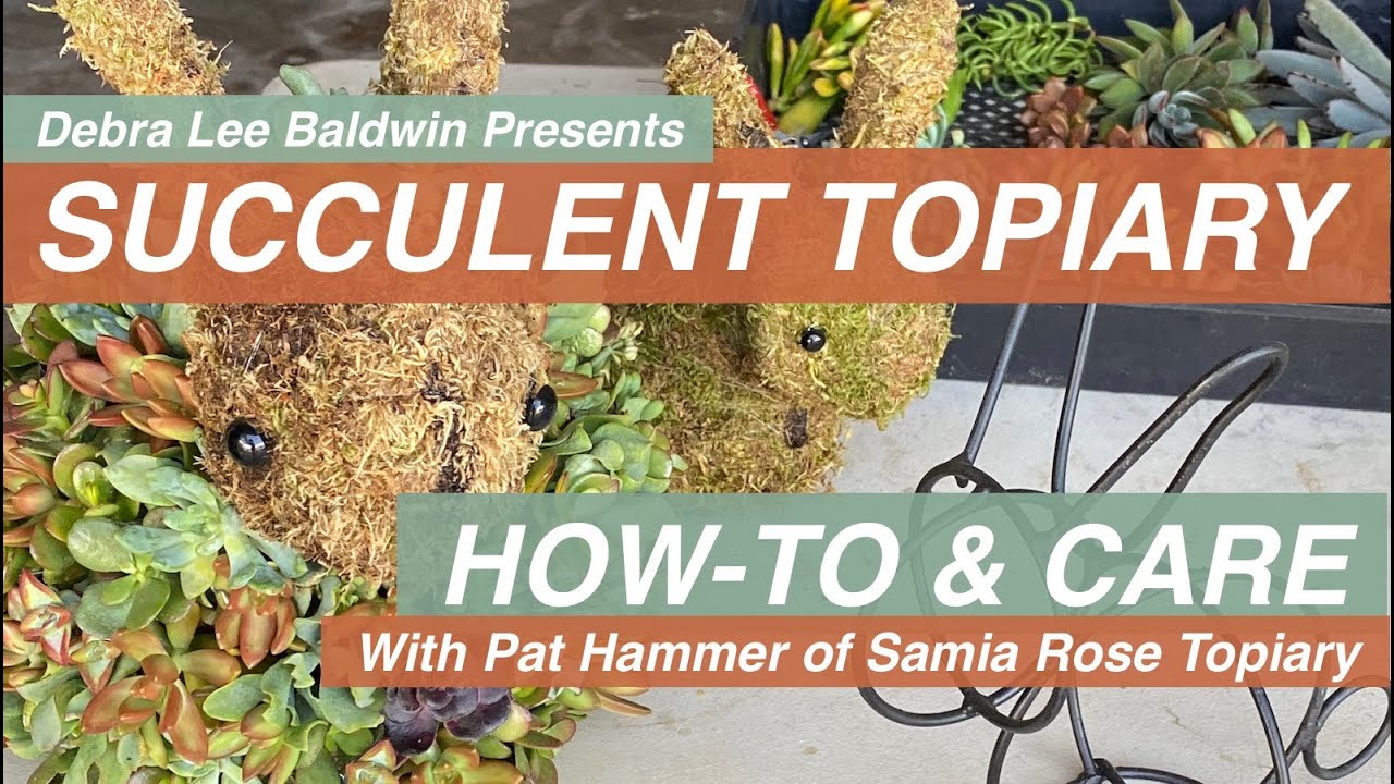 Succulent Topiary DIY Designs & Care