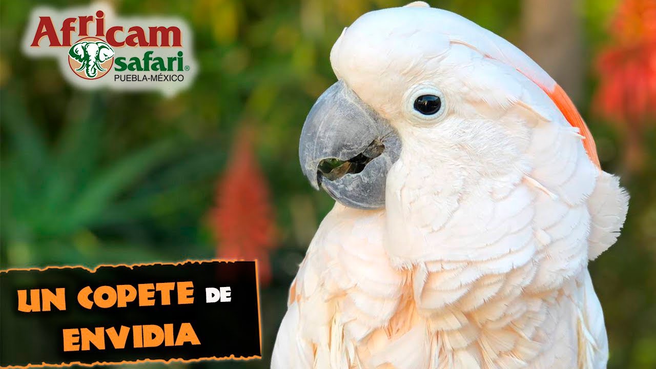 ¡Un copete de envidia! Conociendo a la cacatúa moluca con Karla Zamudio en Africam Safari