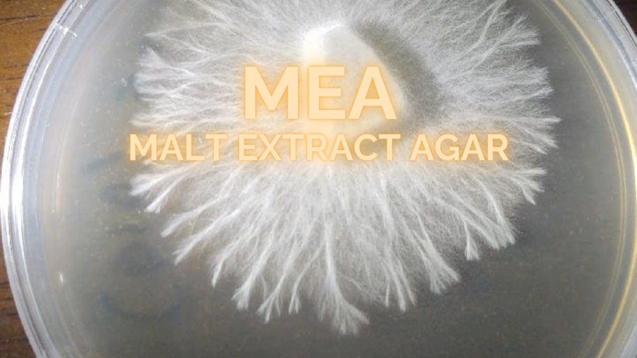 MEA How to Make Malt Extract Agar for Rhizomorphic Growth Mushroom Mycelium Home Mycology Recipe