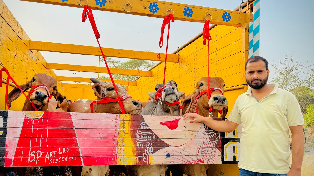 🐄👌 यादव डेयरी फार्म पर आज फिर से दो ट्रक साहीवाल गाय का शानदार लाट || yadav dairy farm lucknow #cow 