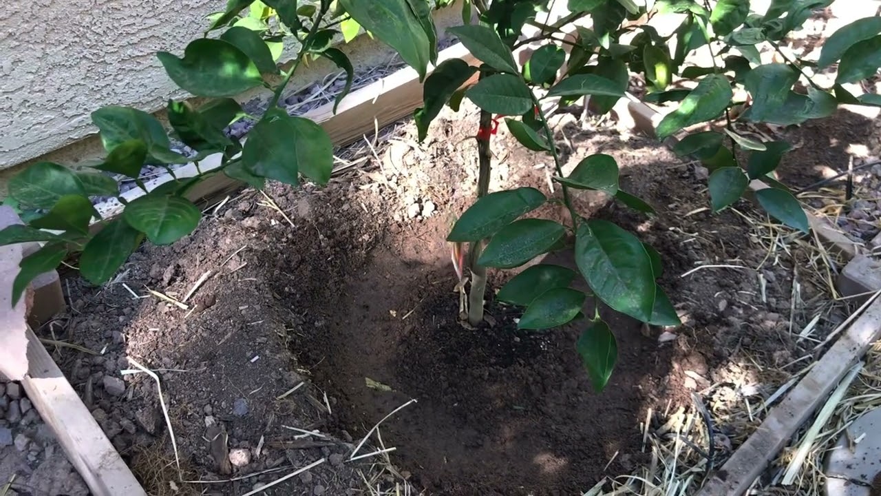 Planting Valencia Orange