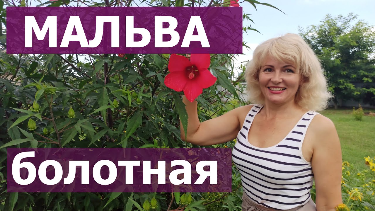ГИБИСКУС. Гибискус болотный выращивание и уход.