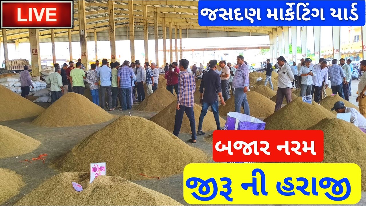 🔴live જીરૂ ના ભાવ આજના | jeera auction price today | jasdan marketing yard | September 16, 2025