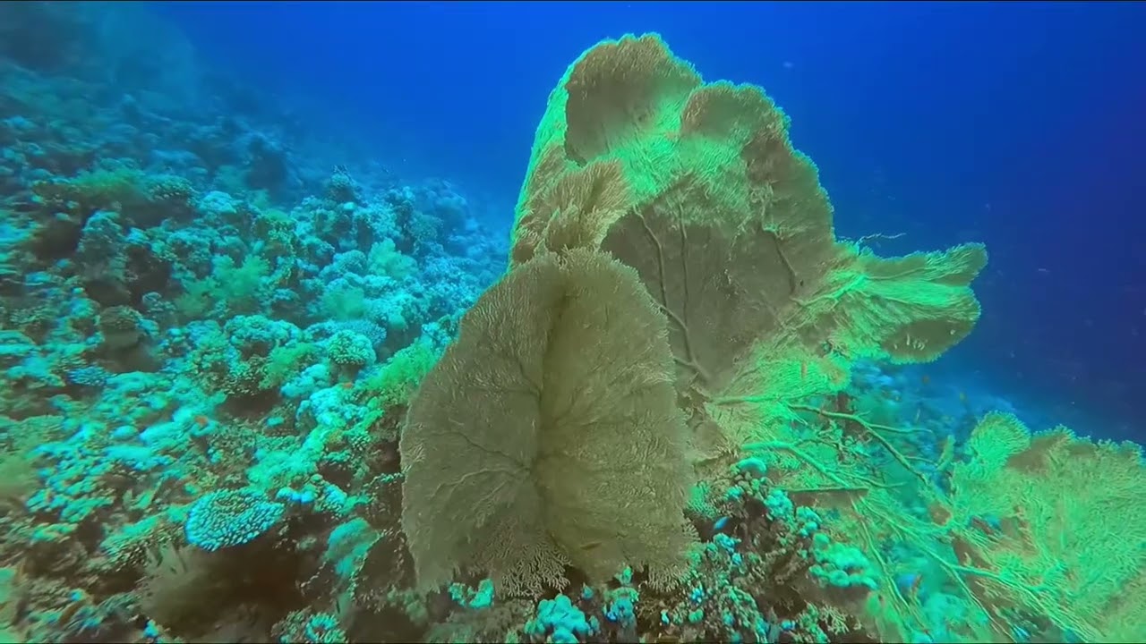 Sharm El-Sheikh, Red Sea May 2025