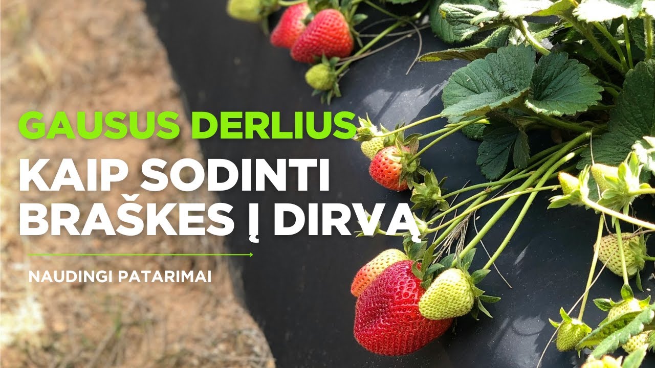Kaip sodinti braškes į dirvą? | Augink lengviau!