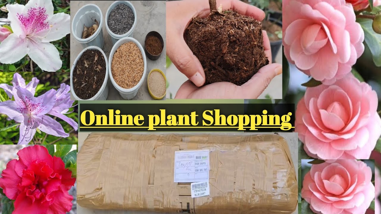Unboxing Azalea and Camellia Plants with price. Online Azalea+Camellia Plants shopping and repotting