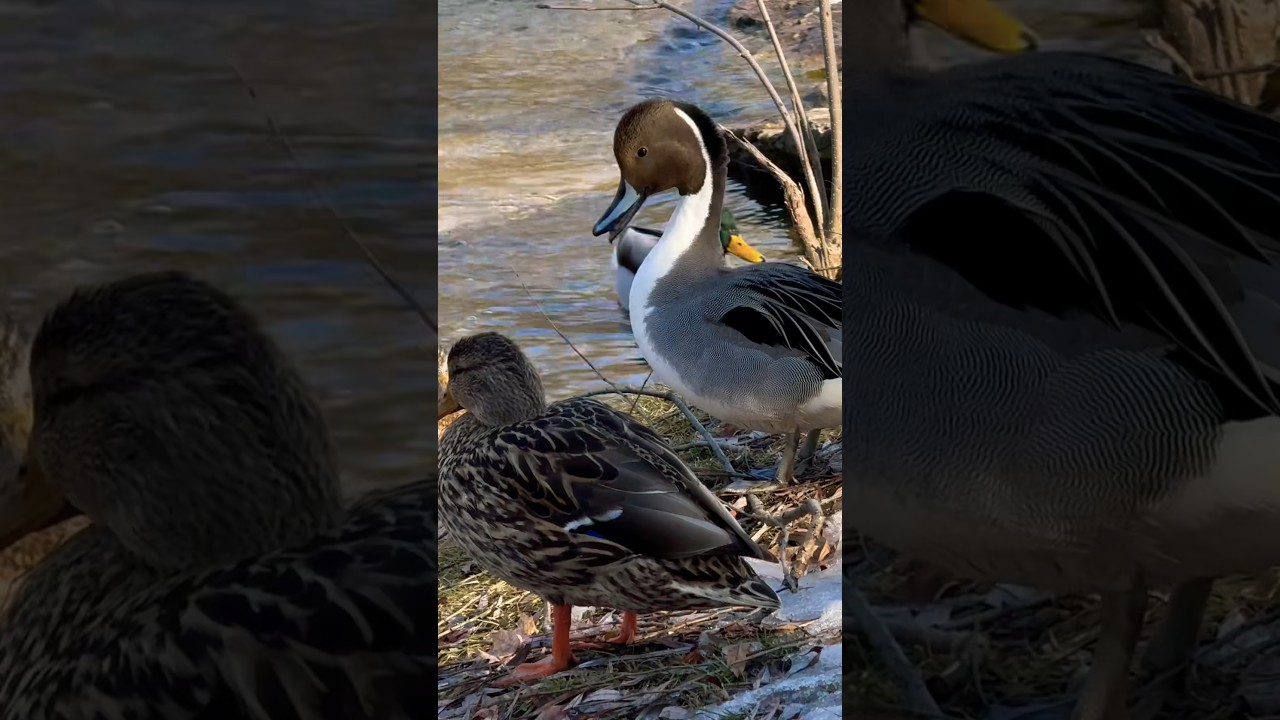 Northern pintail stretches its neck and croaks オナガガモが首を伸ばし鳴く #shorts