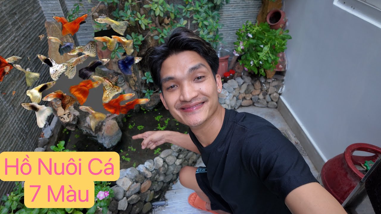 Làm thêm Hồ Nuôi Cá 7 Màu đằng sau nhà siêu dễ thương | Mạc Văn Khoa , Cá 7 Màu , Avi Chim Cảnh
