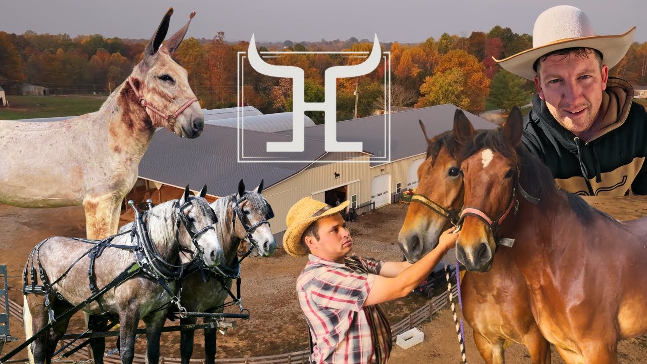 What's REALLY Going On in the Draft Horse & Mule Barn?