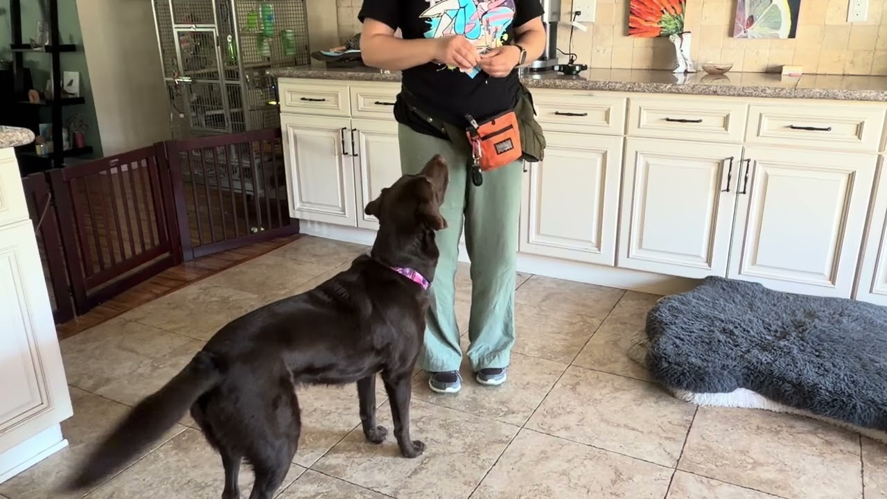 Demo: learning pocket hand on left and right sides, with Maisy