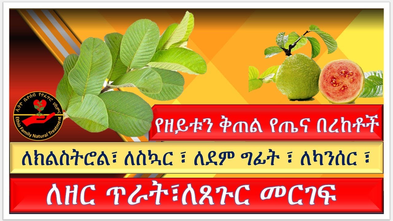የዘይቱን ቅጠል የጤና በረከቶች/ለክልስትሮል፣ ለስካር ፣ ለደም ግፊት ፣ ለካንሰር ሌሎችም