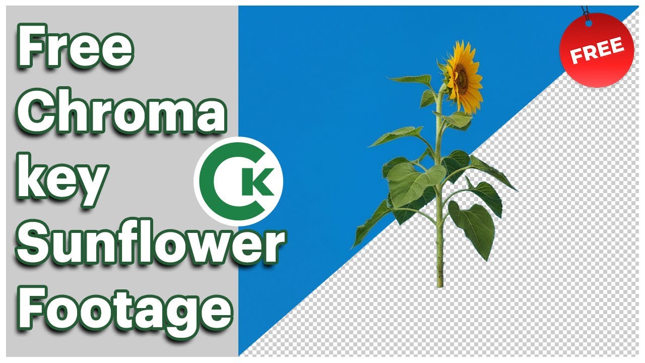 Sunflower Green Screen Footage | Free Chroma Key Plant