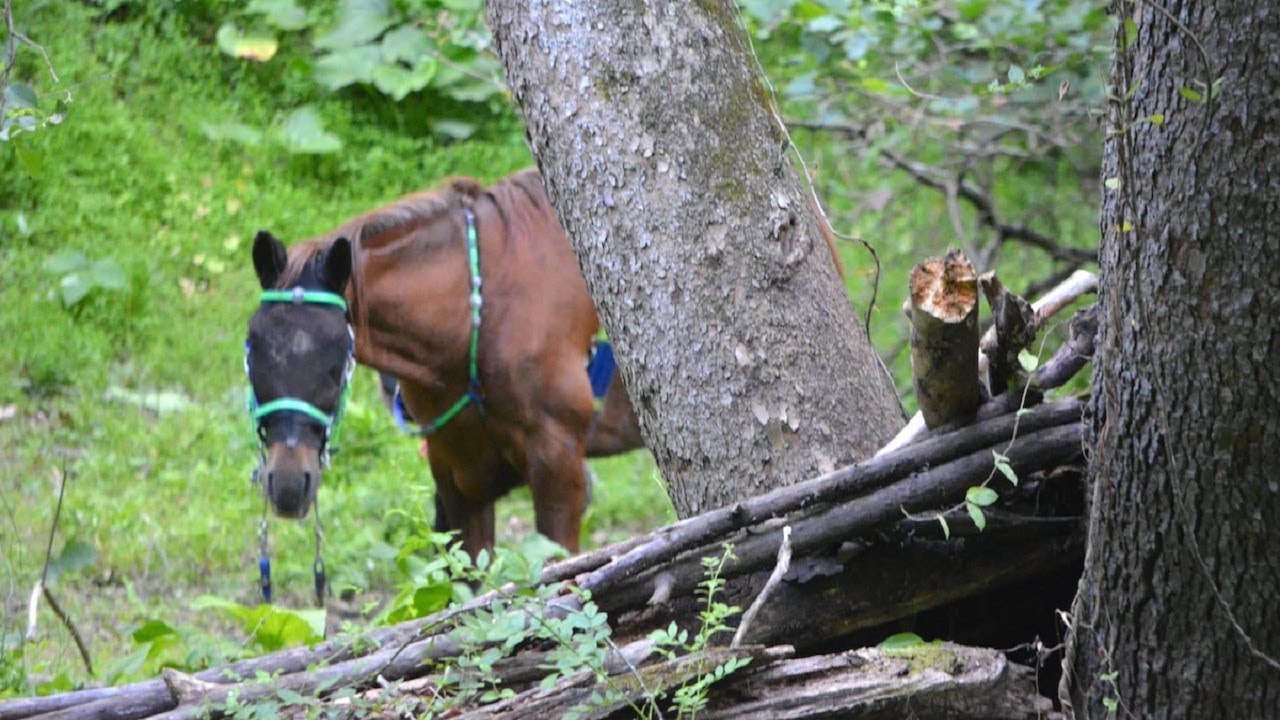 Hikers Found This Horse Wandering Alone In The Woods  When That&rsquo;s When They Recognized Him&hellip;