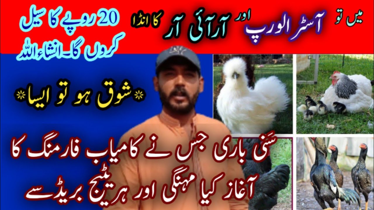 how to start Australorp,Rir, light Sussex and fancy birds farming in Pakistan|Australorp farming